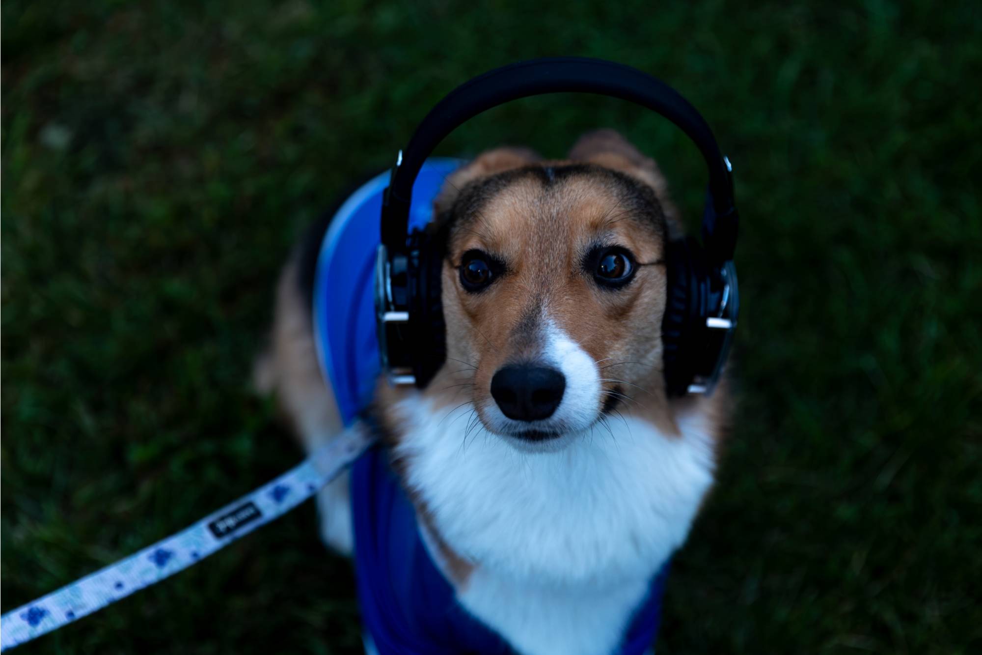Dog Wearing Silent Disco Headphones